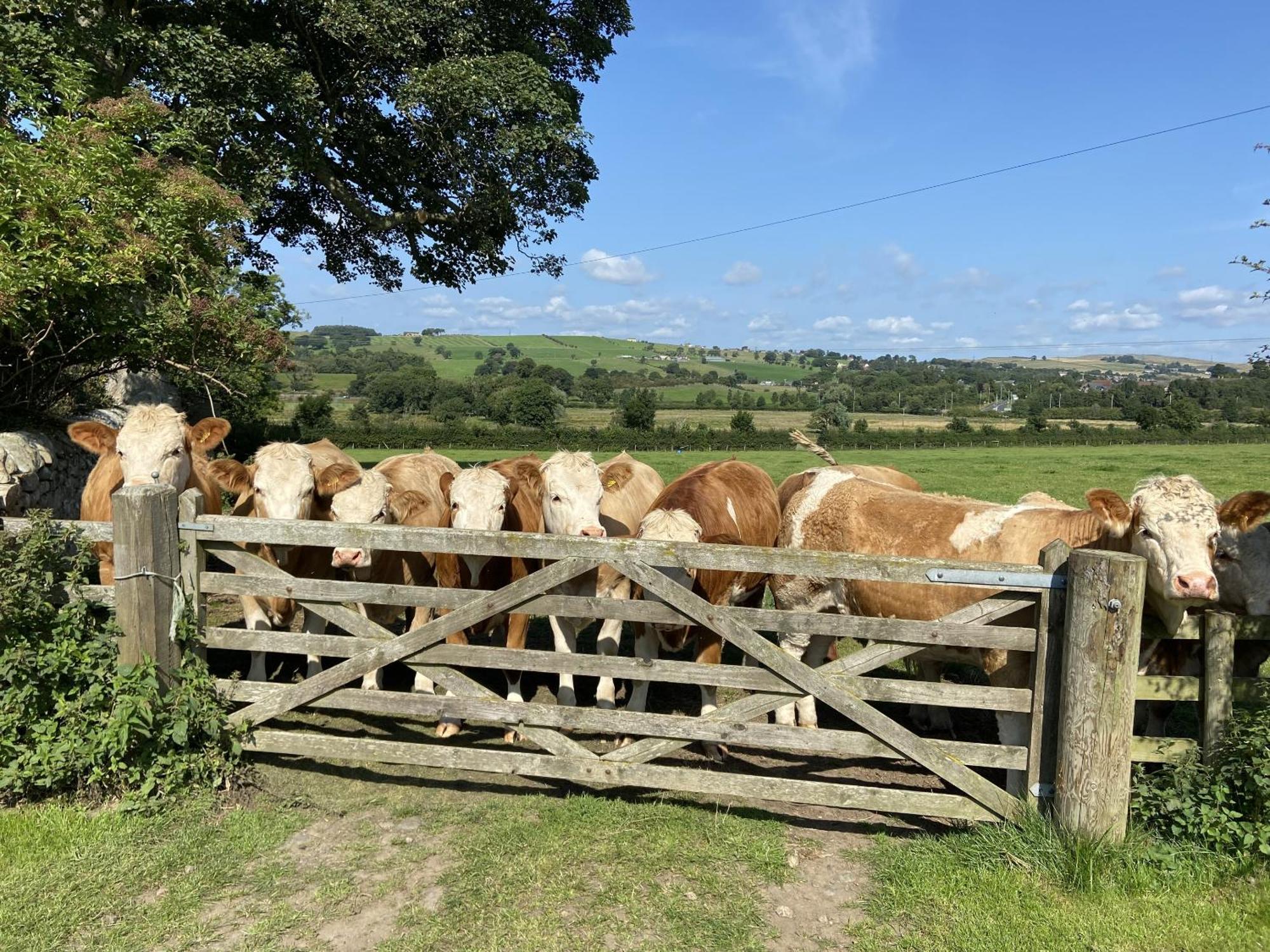 Wydon Farm Bed And Breakfast Haltwhistle Extérieur photo